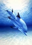 2451 Diving Through Sunbeams  